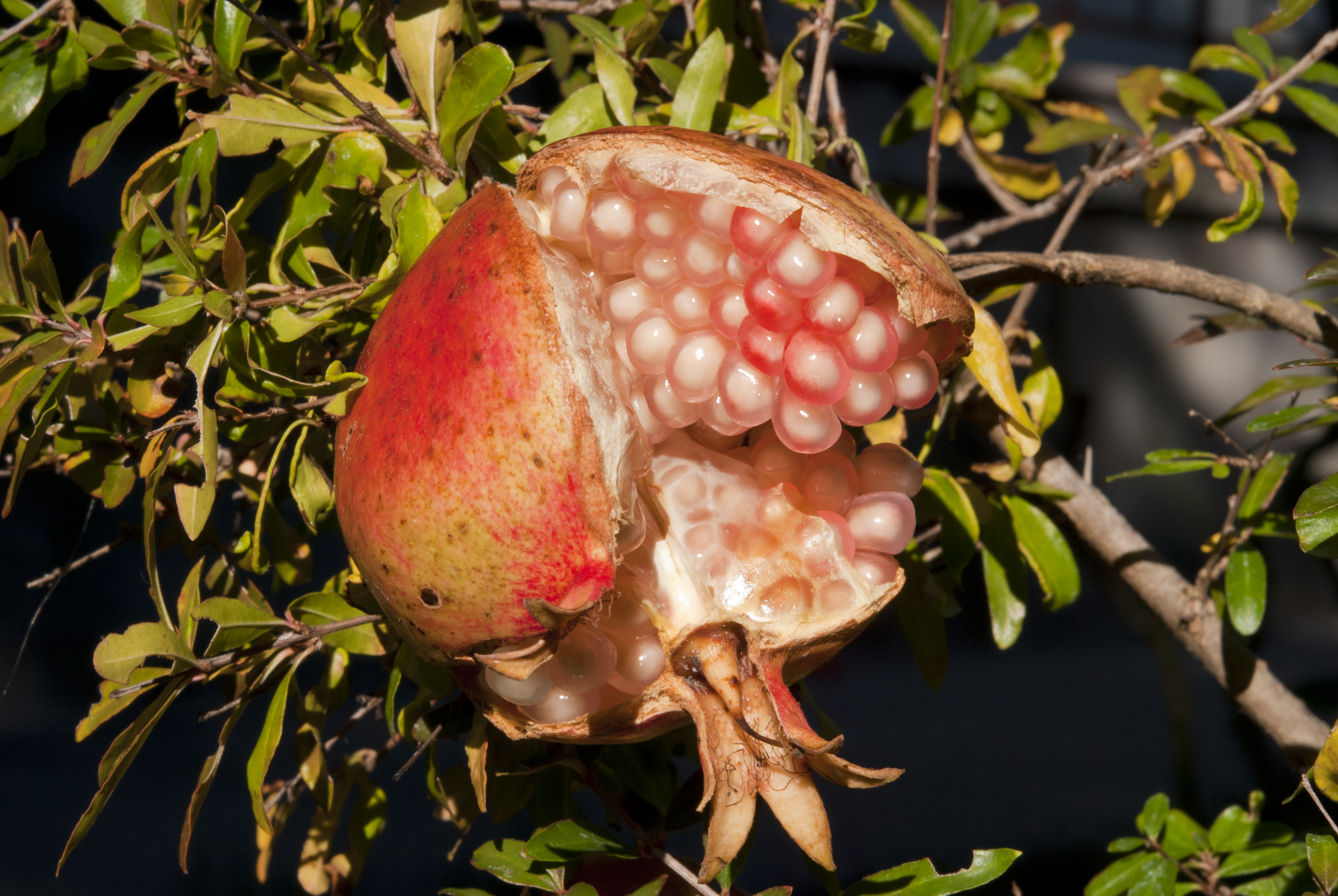 Punica Granatum Fruit (1)