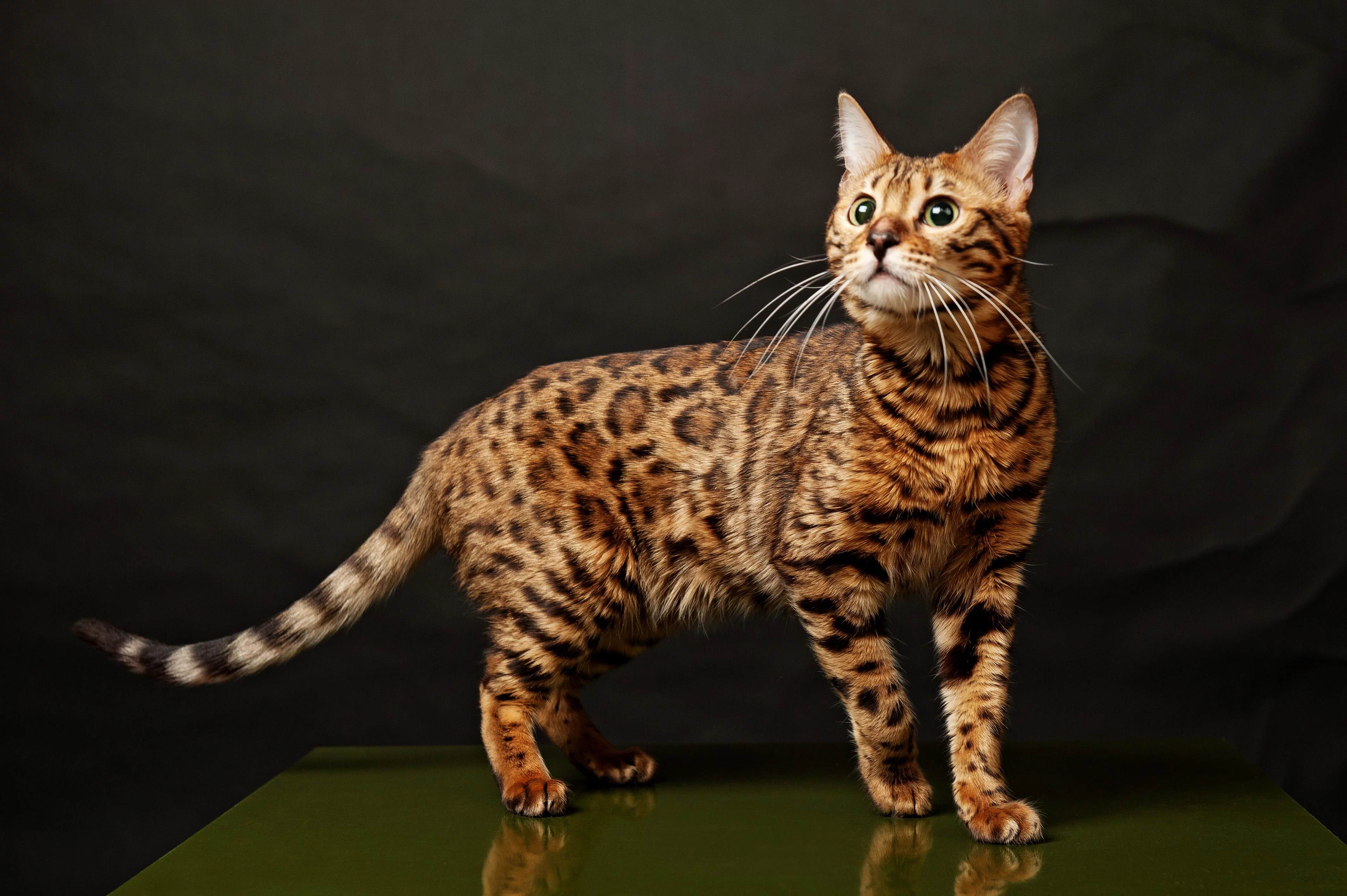 Bengal Kedisi