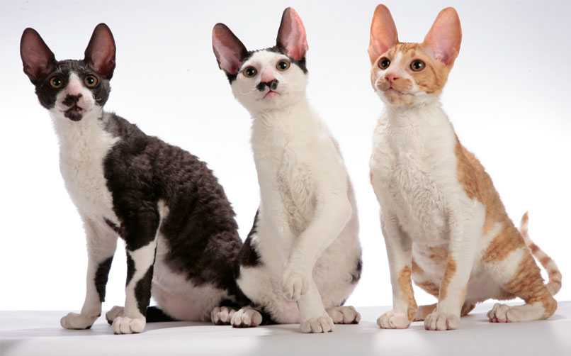 Cornish Rex