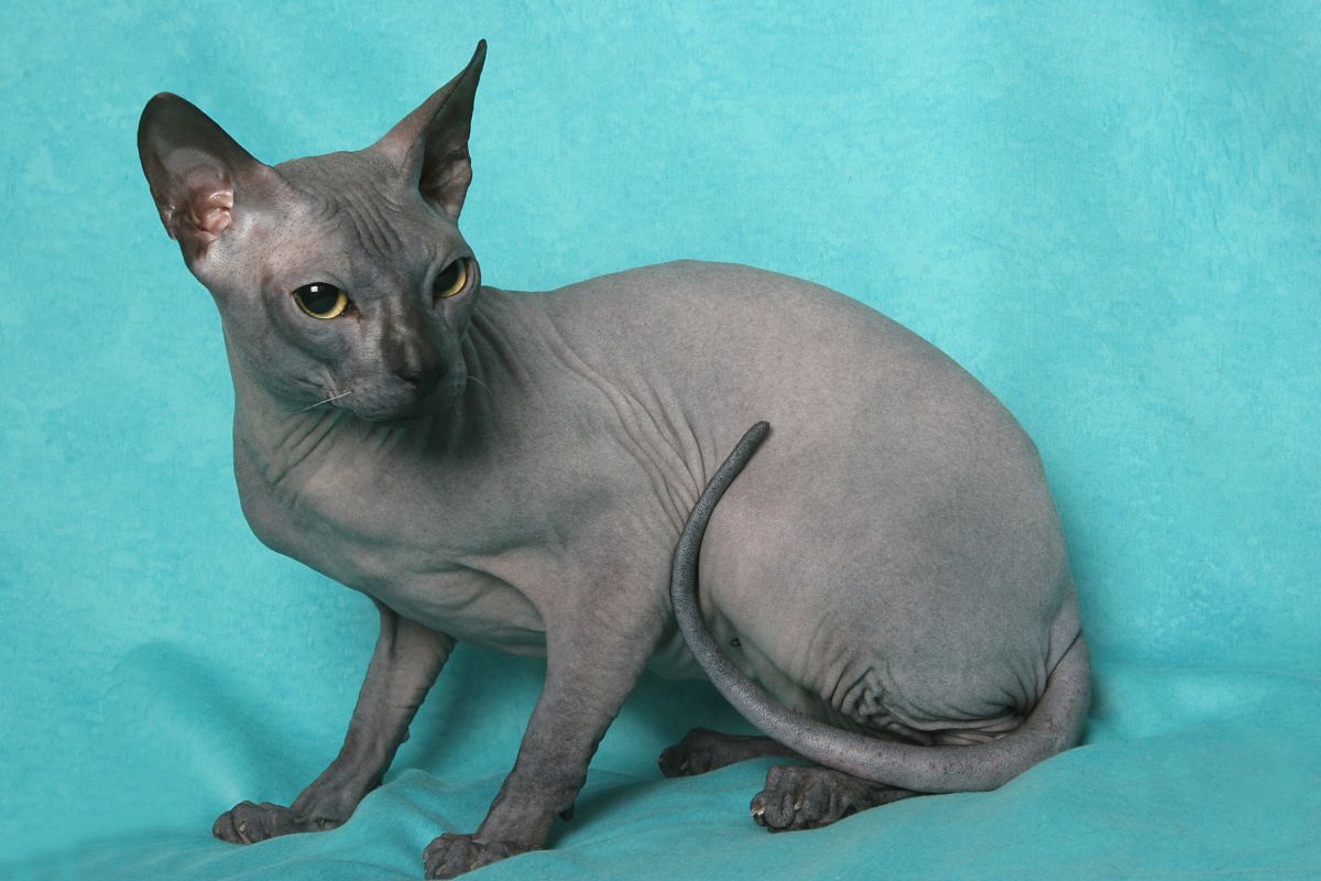 Donski Sphynx