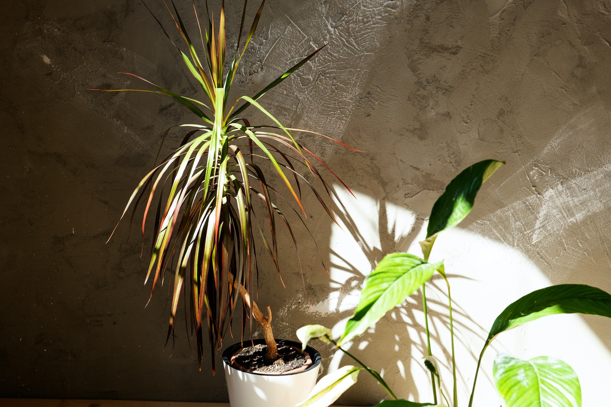 Dracaena