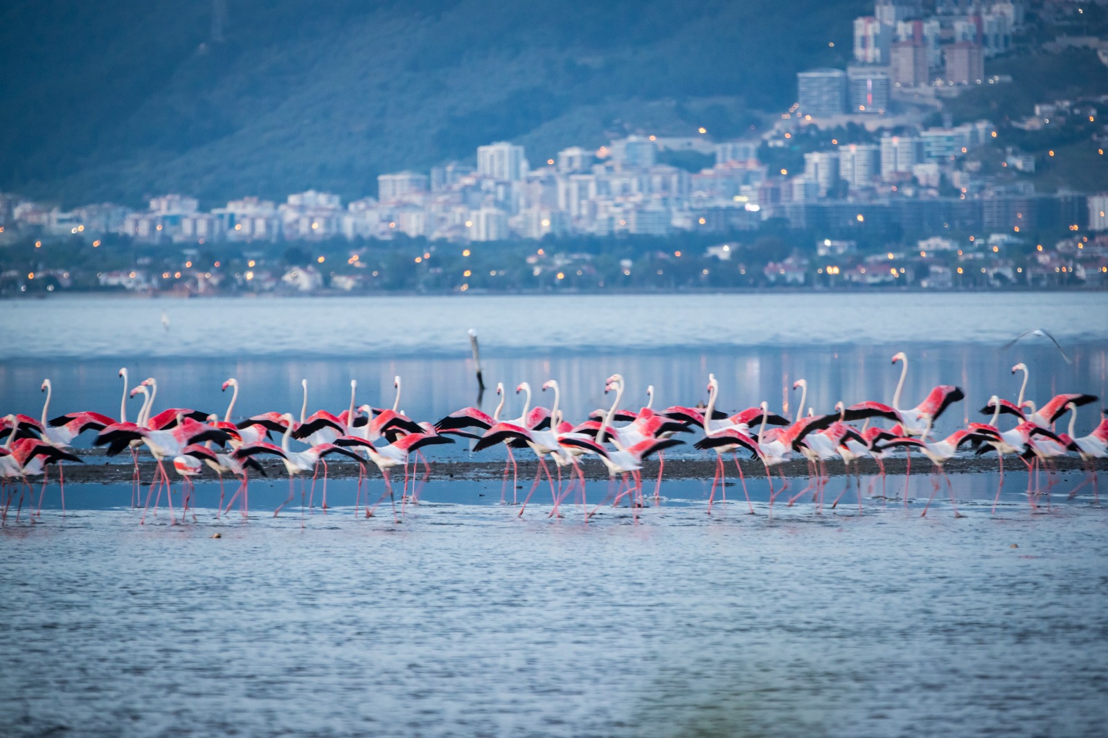 İzmir Flamingolar