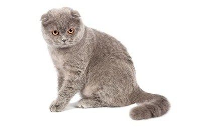 Scottish Fold