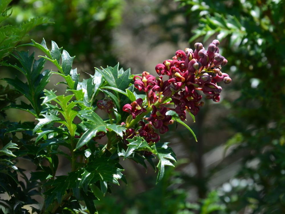 Lomatia Tasmanica