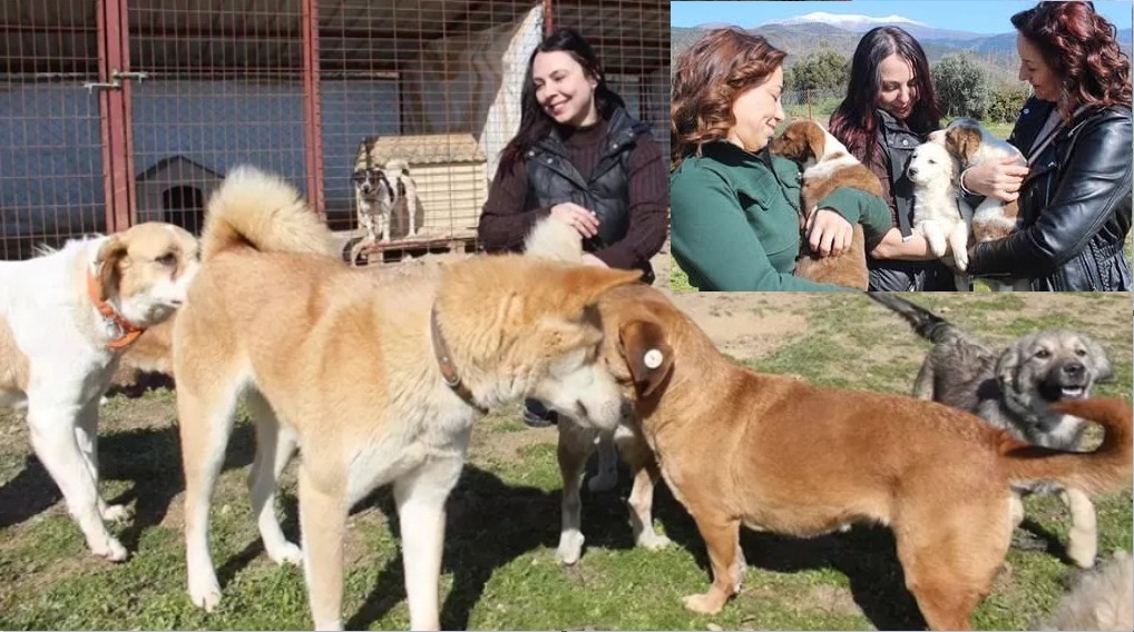 Bravo... Sokak Köpekleri Için Barınak Kurdular