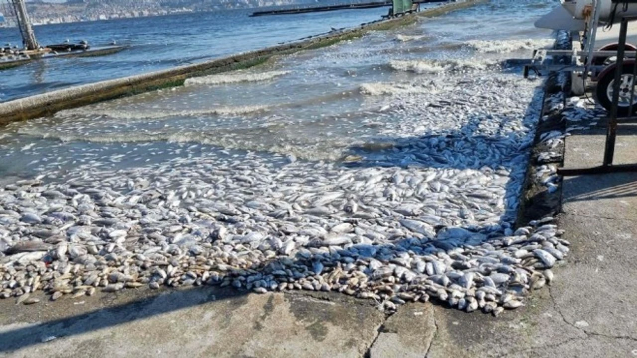 Izmir Korfezi Ndeki Kirlilik Sediment Yapisini Da Bozdu 1204748