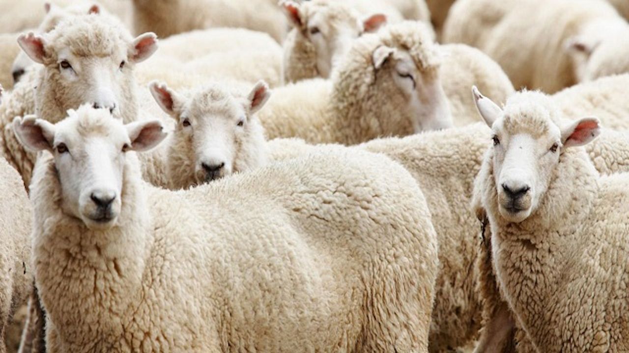 Kurban Bayrami Ne Zaman 2025 Bayram Tatilinin Denk Geldigi Gunler Belli Oldu 17430640384812