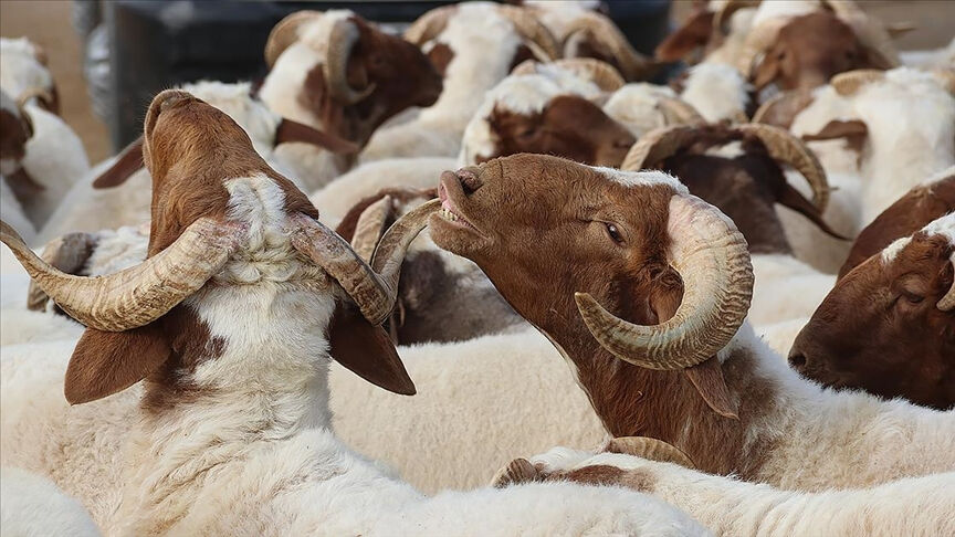 Kurban Bayrami Ne Zaman Bayram Tatili Gundemde 17428156984082 1