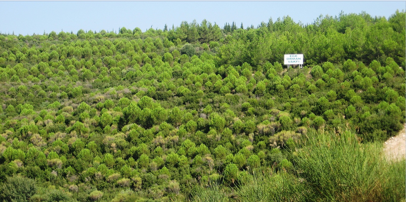 14 Milyon 500 Fidan Orman Oldu2