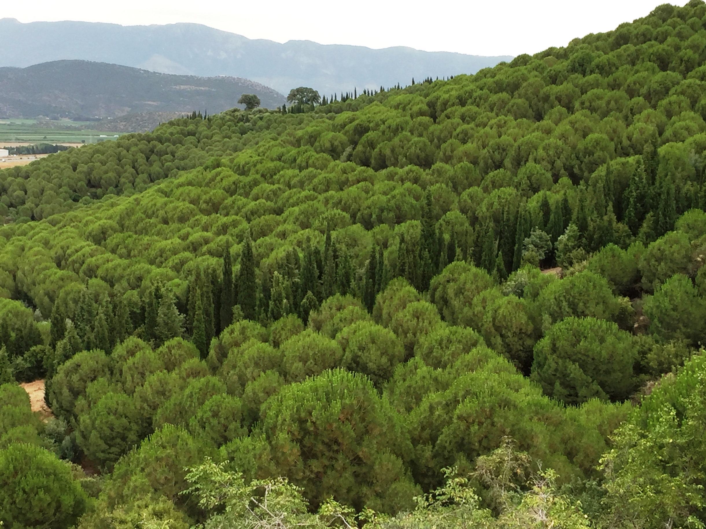 Aşırı Sıcaklar Başlıyor Ormanları Koruyun