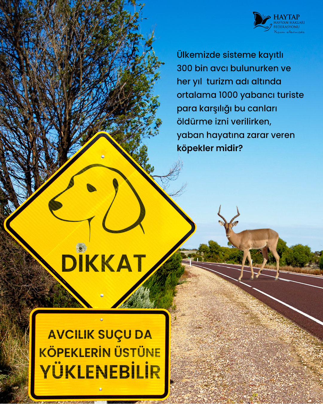 Candostlar H A Y T A P Dunyadanbihaber