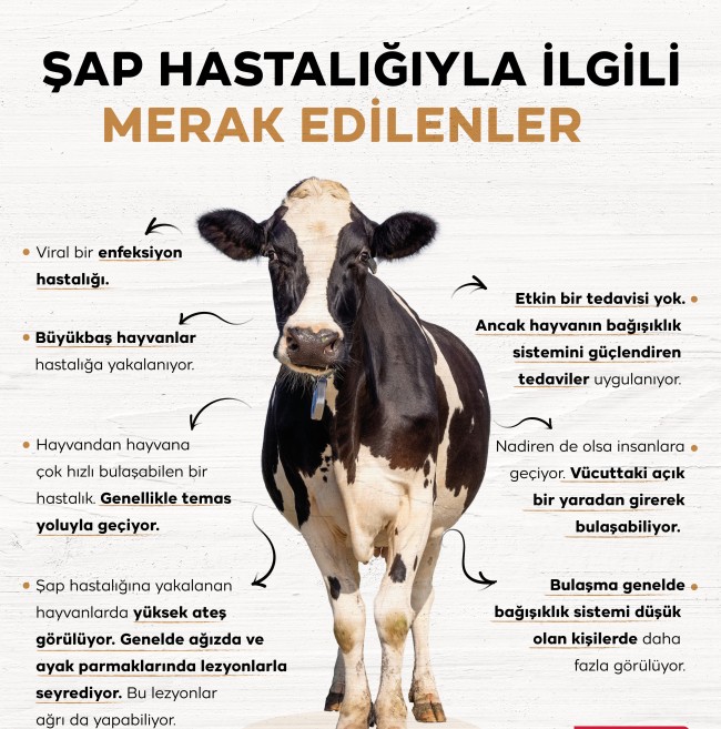 Ş A P H A S T A L I Ğ I-1