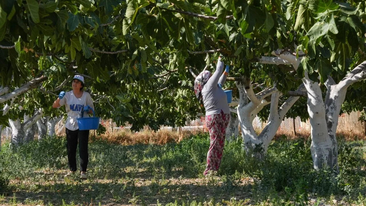 Torbalinin Bardakcik Inciri Degerine Kavustu Dunya Pazarina Yayildi 1.Jpg