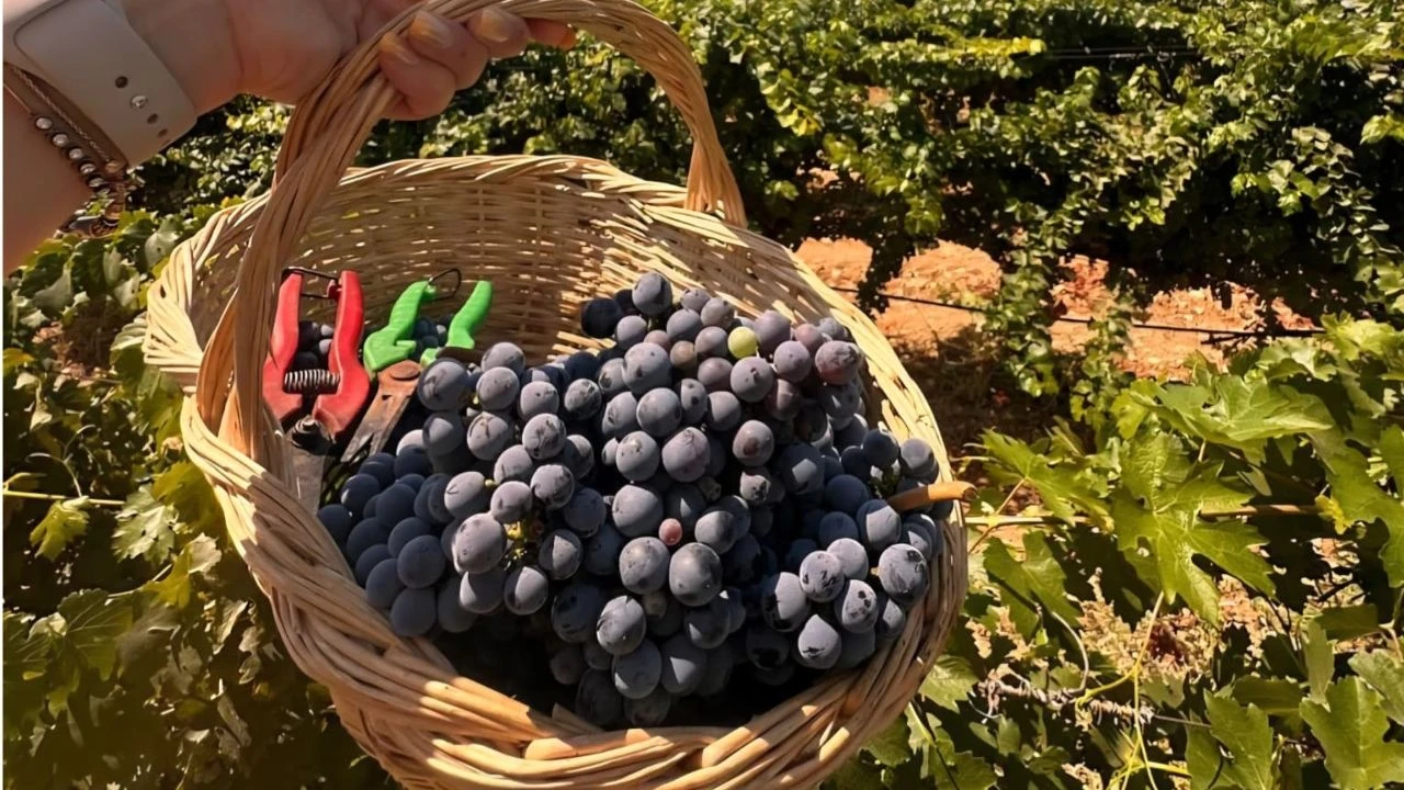 Urlanin 2600 Yillik Gelenegi Bag Bozumu Senlikleri Basliyor 3