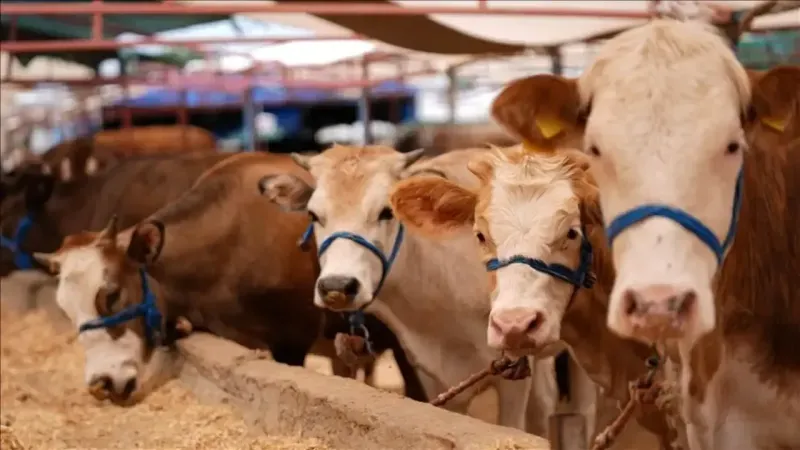 44 Ilde Acildi Odemis E Giris Cikislar Yasaklandi Sap Tehlikesi Suruyor Mu 2