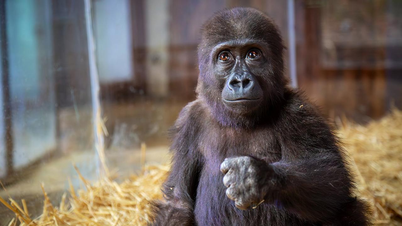 Candostlar A N A G O R S E L Internete2