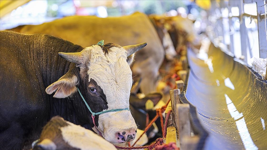 Thumbs B C 4C4Eafc9Ac5158Da88Ac9C2D151D4529