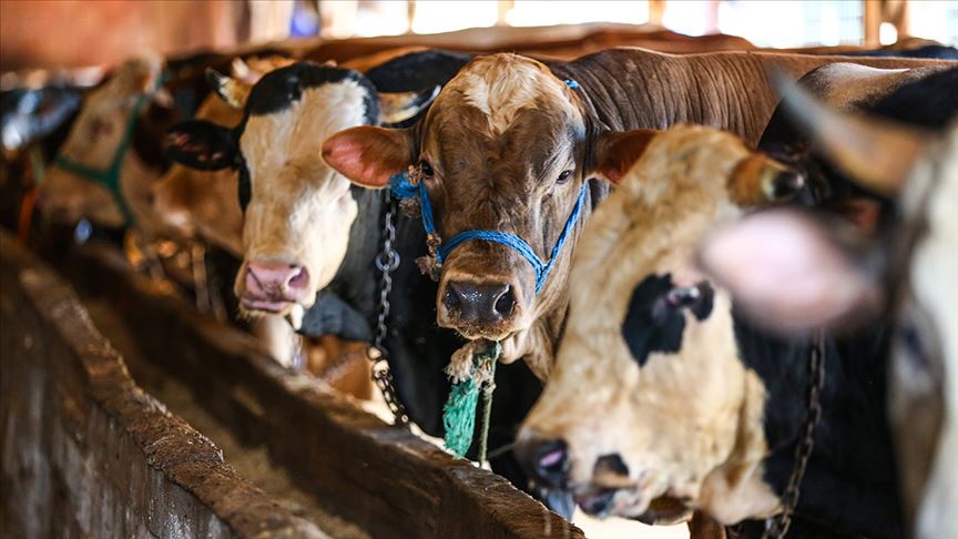 Thumbs B C A6917E4B0Bef9Ea7Ca64E1Fe18074E01