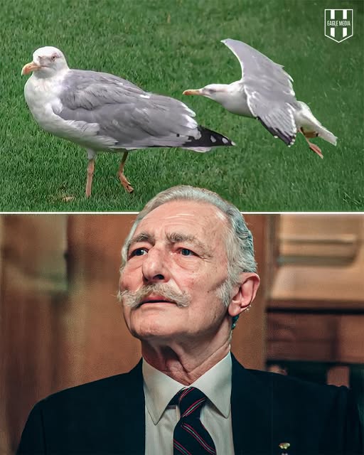 587810938 1370584345113258 3175396651488038168 N