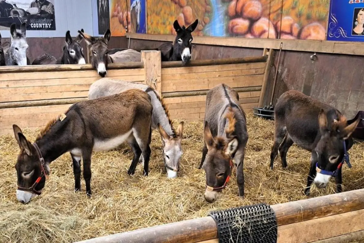 Almanya Gazze Den Gelen 8 Esege Siginma Hakki 19303594 1651 Amp