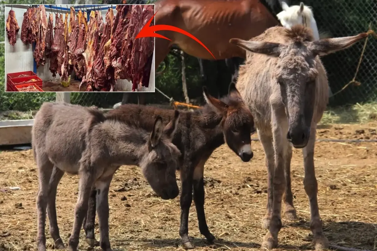 Bakanlik Markayi Ifsa Etti Iste Vatandasa Sucuk 19246810 3669 Amp