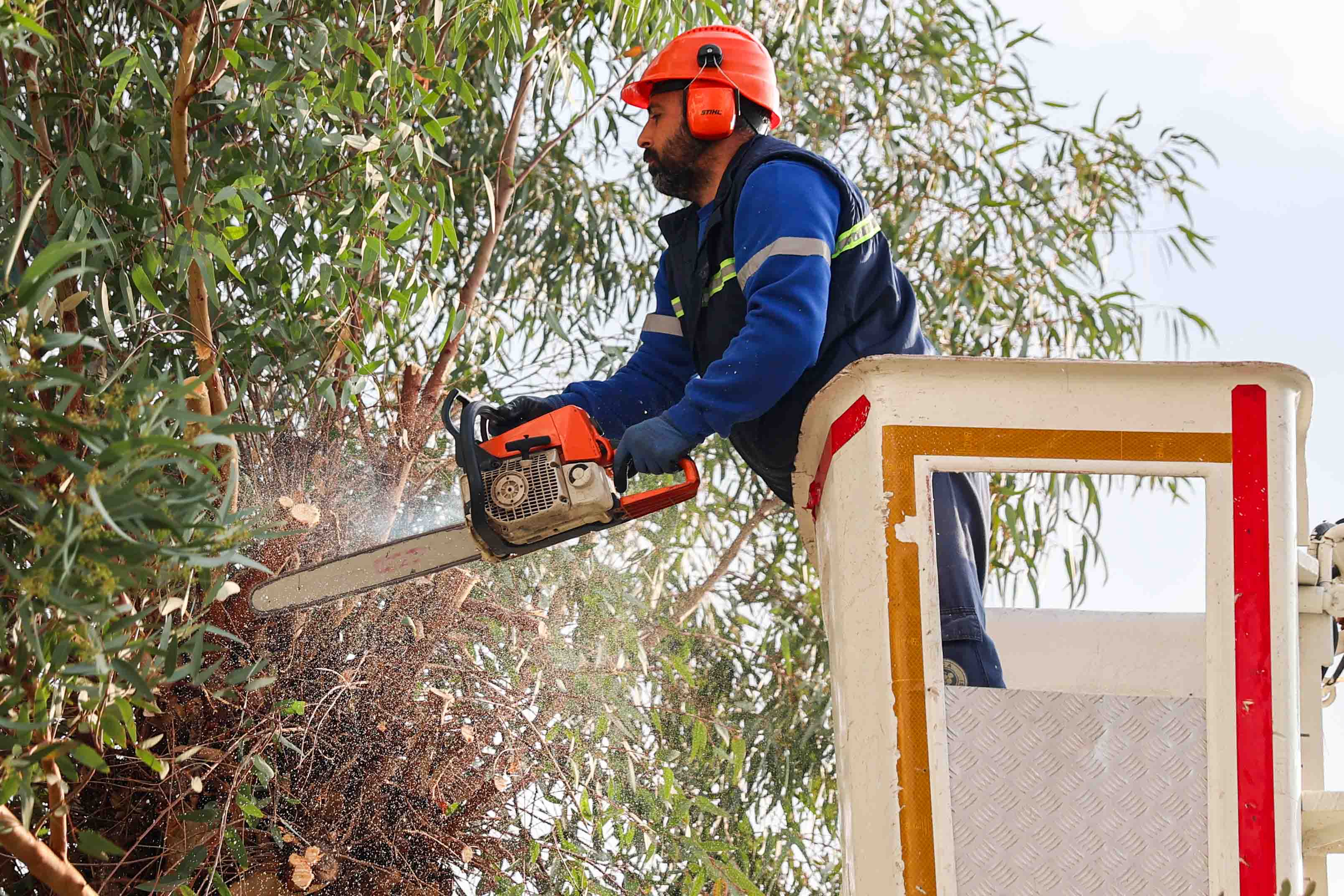 Buca Agac Budama (15)