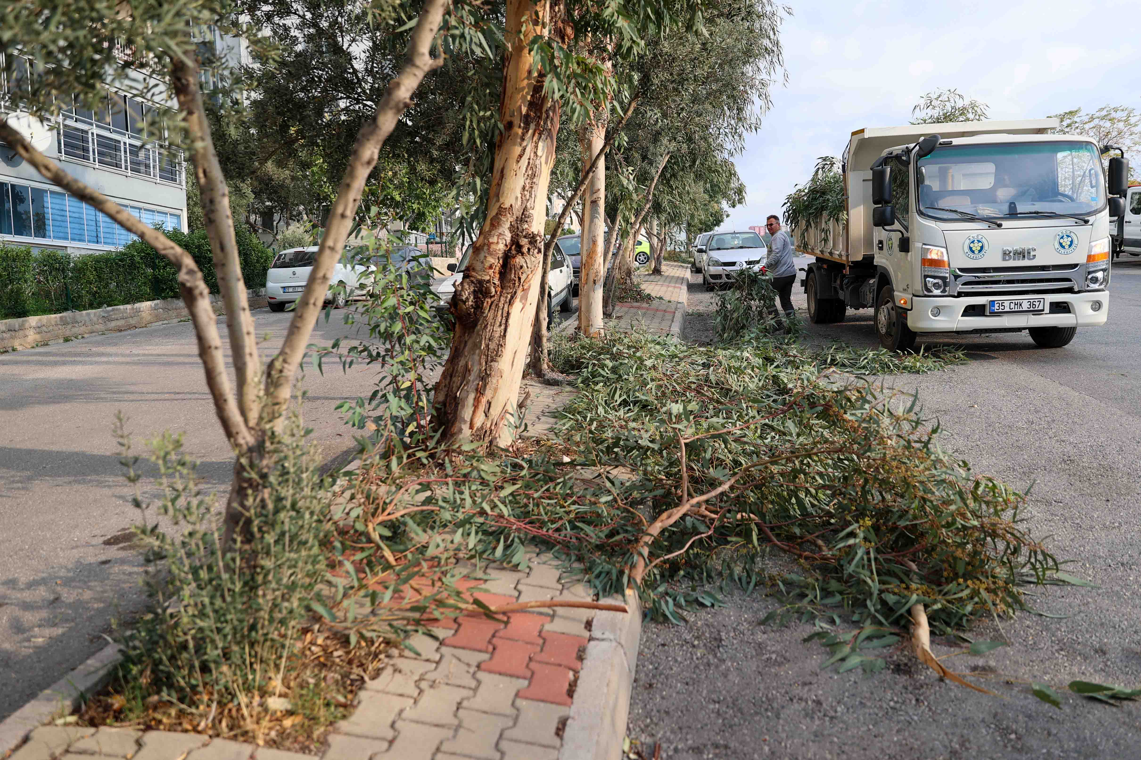 Buca Agac Budama (6)