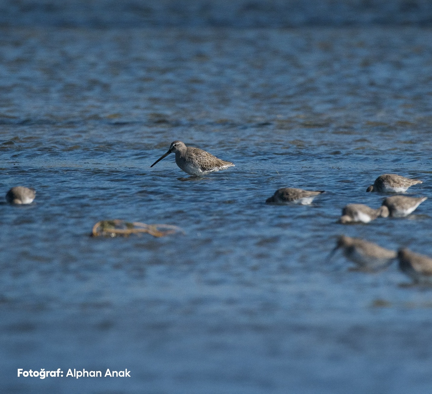 Candostlar G E D I Z D E L T A S I Dunyadan