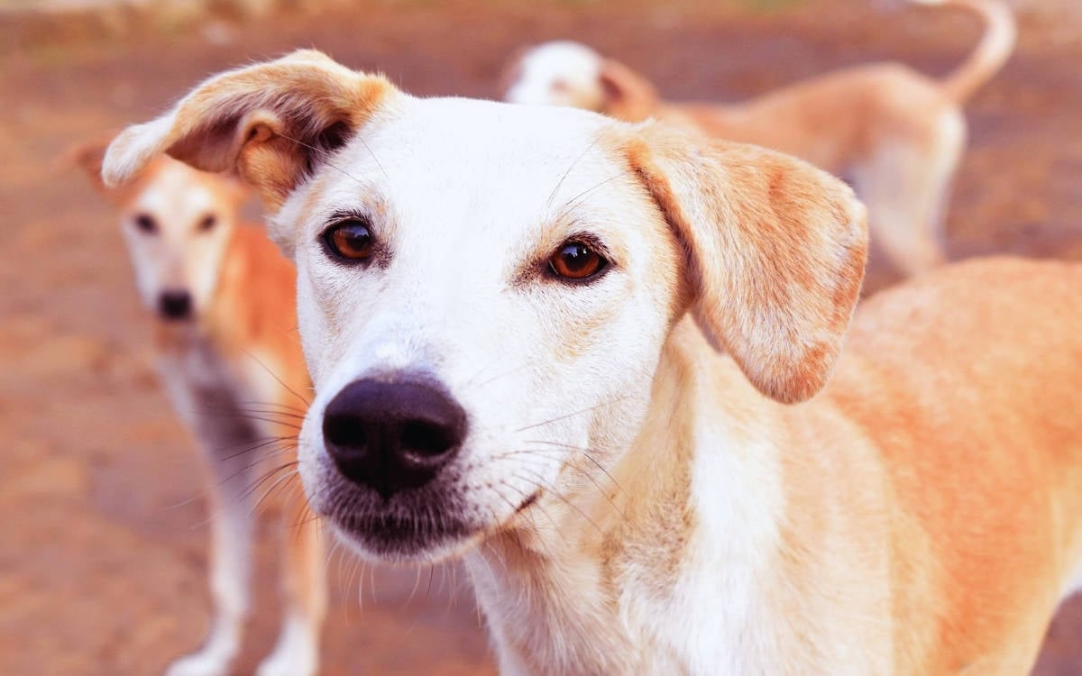 Candostlar S T K Dunyadanbihaber-1