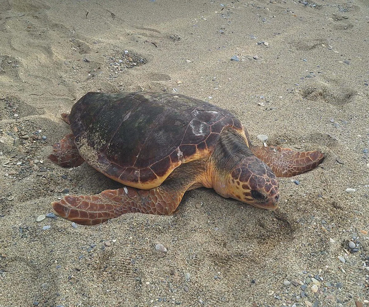 Guzel Izmir Caretta Ceratta 1