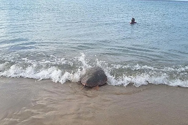 Guzel Izmir Caretta Ceratta Manset