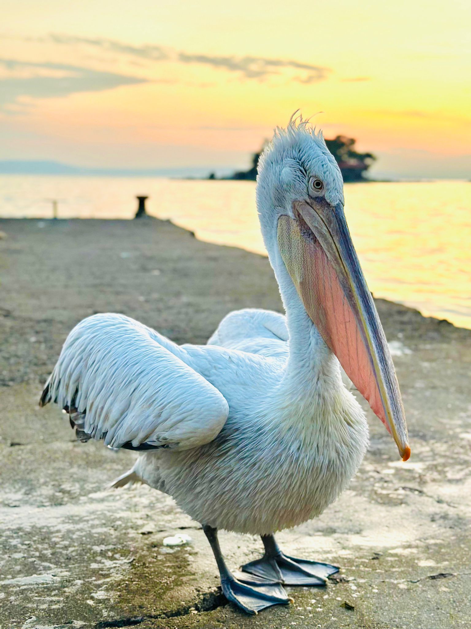 S A H I L E C I K A N P E L I K A N I B A L I K L A B E S L E D I L E 1026464 304602