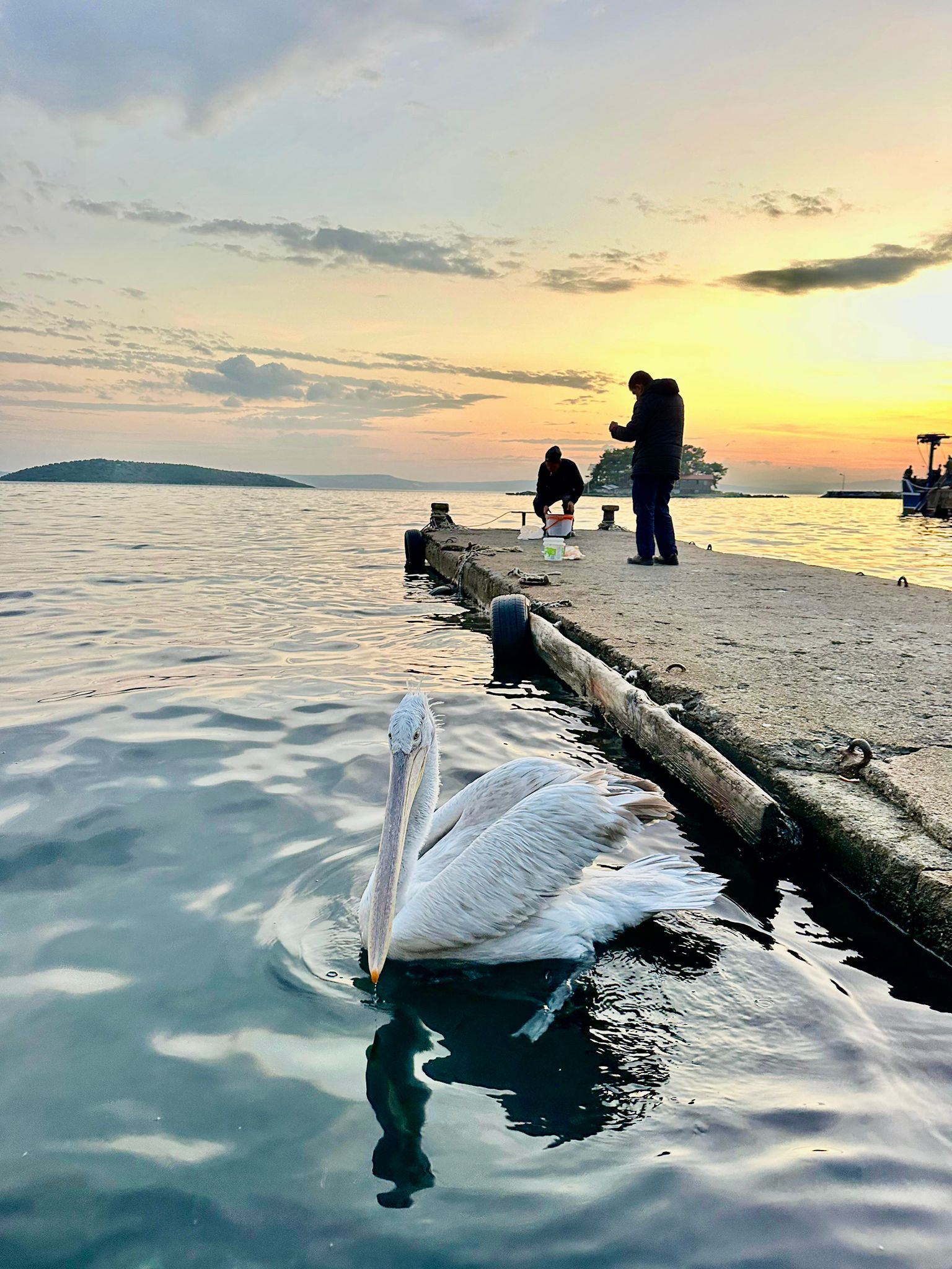 S A H I L E C I K A N P E L I K A N I B A L I K L A B E S L E D I L E 1026466 304602