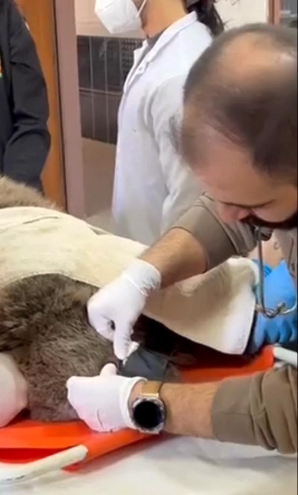 Y A R A L I B U L U N A N B O Z A Y I T E D A V I Y E A L I N D I 1005405 298302