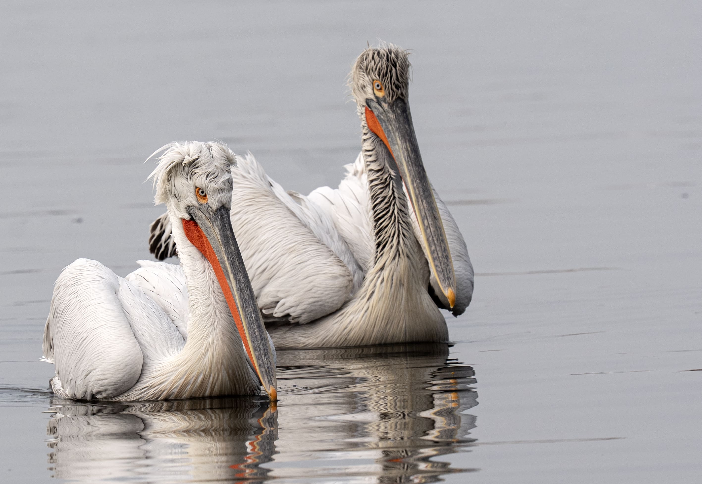 A A 20251224 40061429 40061411 I Z M I R K O R F E Z I N I N M I S A F I R L E R I T E P E L I P E L I K A N L A R