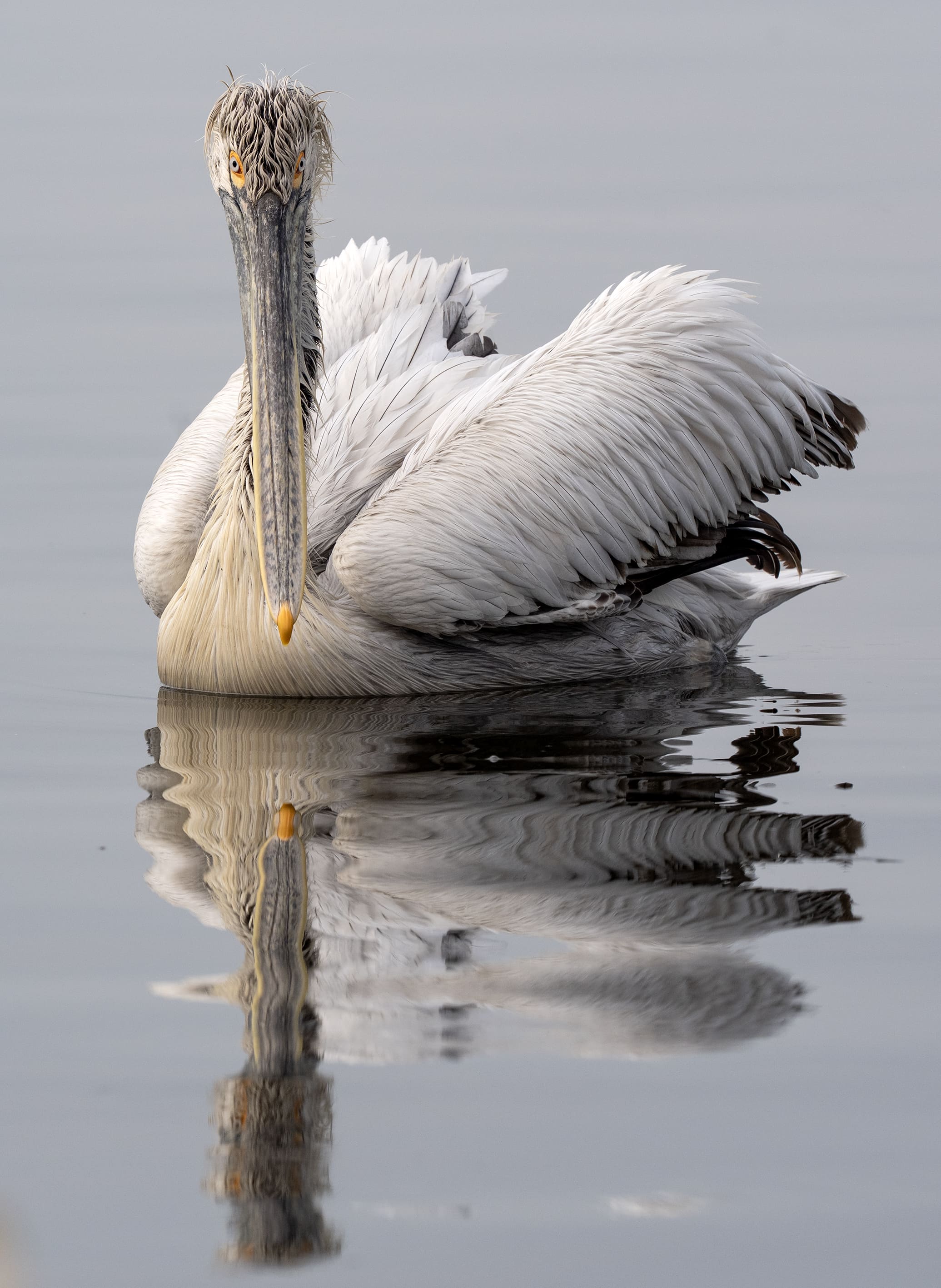 A A 20251224 40061429 40061413 I Z M I R K O R F E Z I N I N M I S A F I R L E R I T E P E L I P E L I K A N L A R