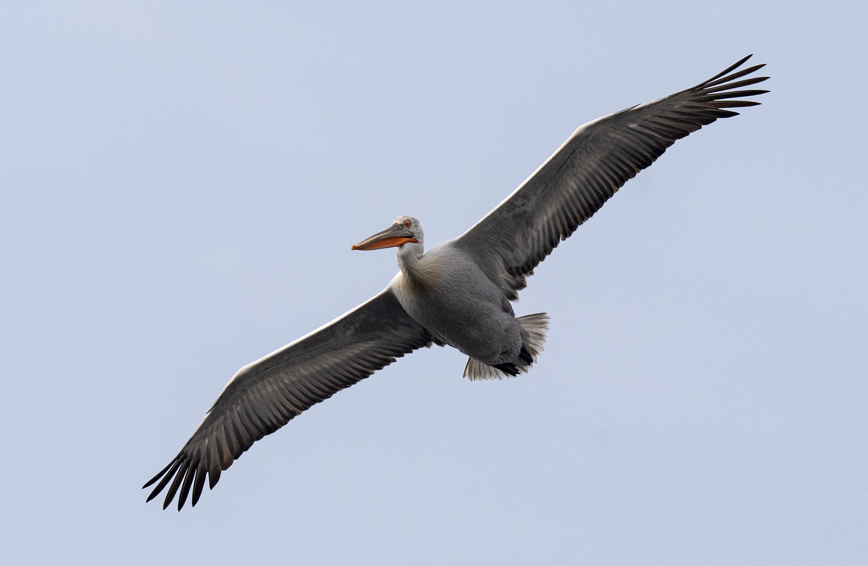 A A 20251224 40061429 40061414 I Z M I R K O R F E Z I N I N M I S A F I R L E R I T E P E L I P E L I K A N L A R