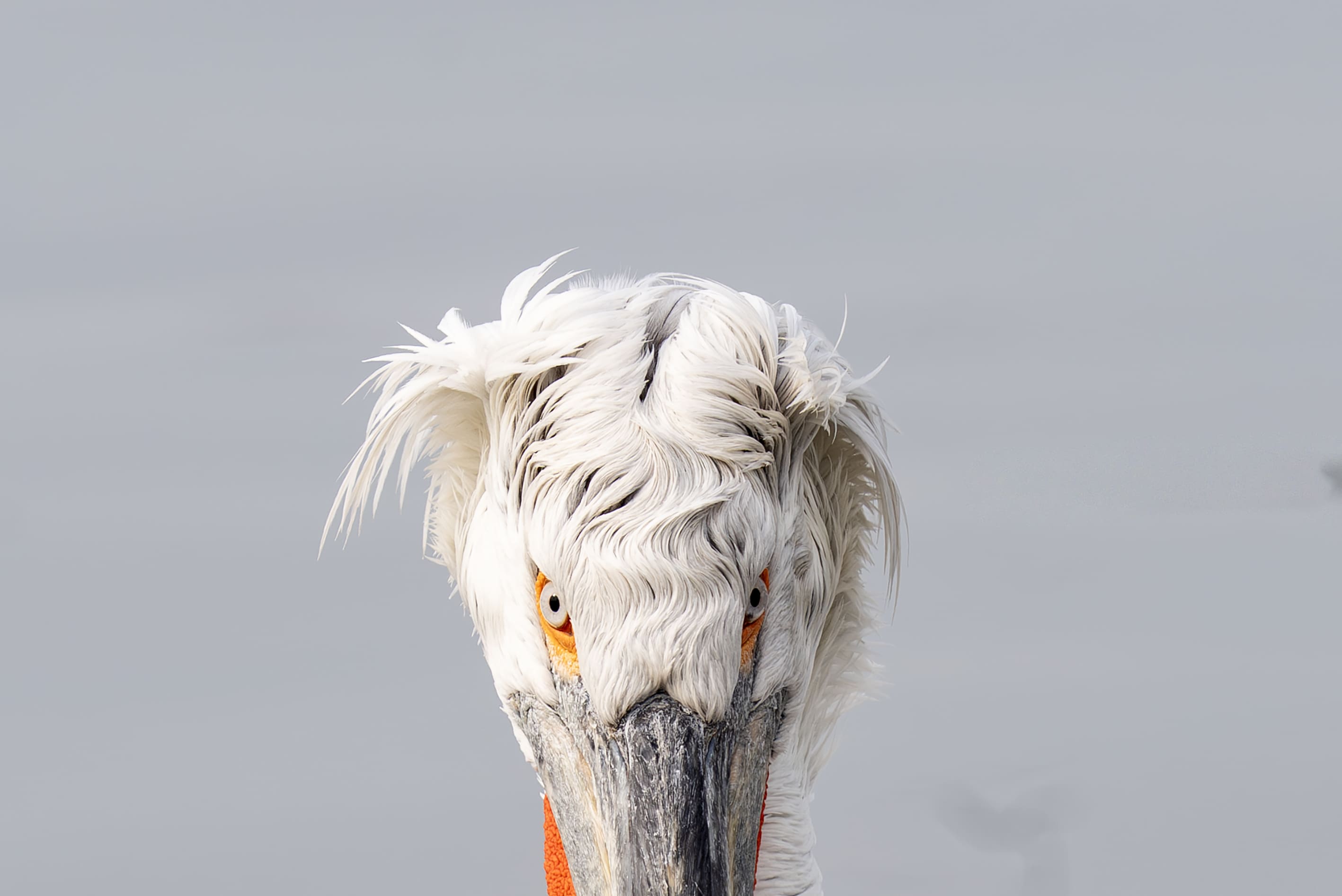 A A 20251224 40061429 40061416 I Z M I R K O R F E Z I N I N M I S A F I R L E R I T E P E L I P E L I K A N L A R