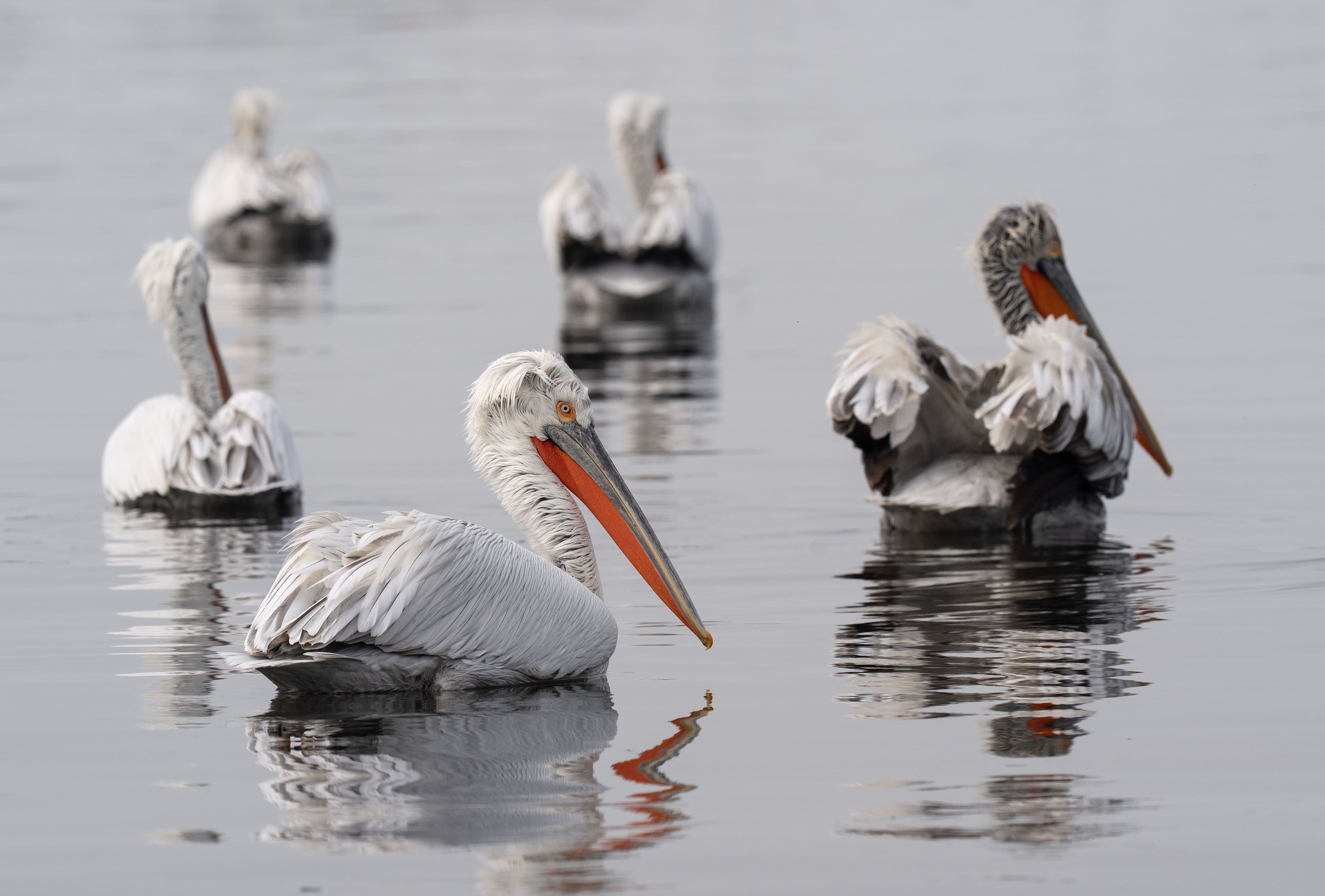 A A 20251224 40061429 40061417 I Z M I R K O R F E Z I N I N M I S A F I R L E R I T E P E L I P E L I K A N L A R