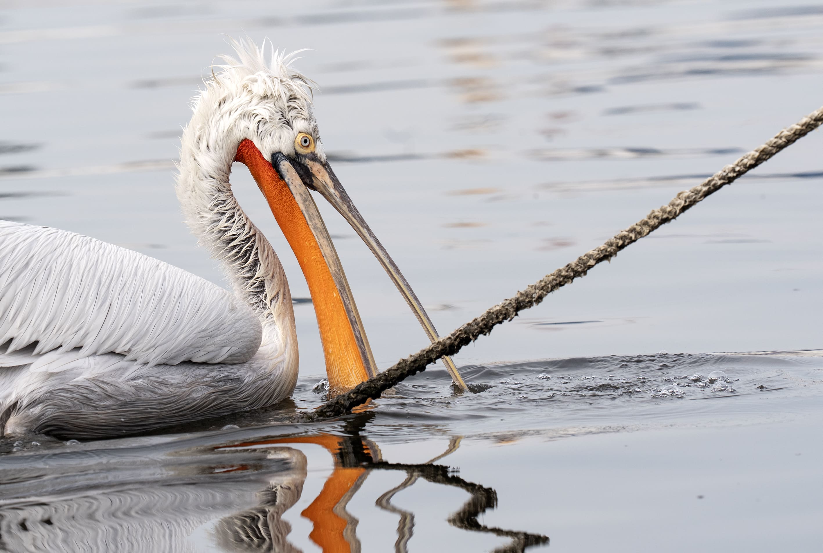 A A 20251224 40061429 40061419 I Z M I R K O R F E Z I N I N M I S A F I R L E R I T E P E L I P E L I K A N L A R