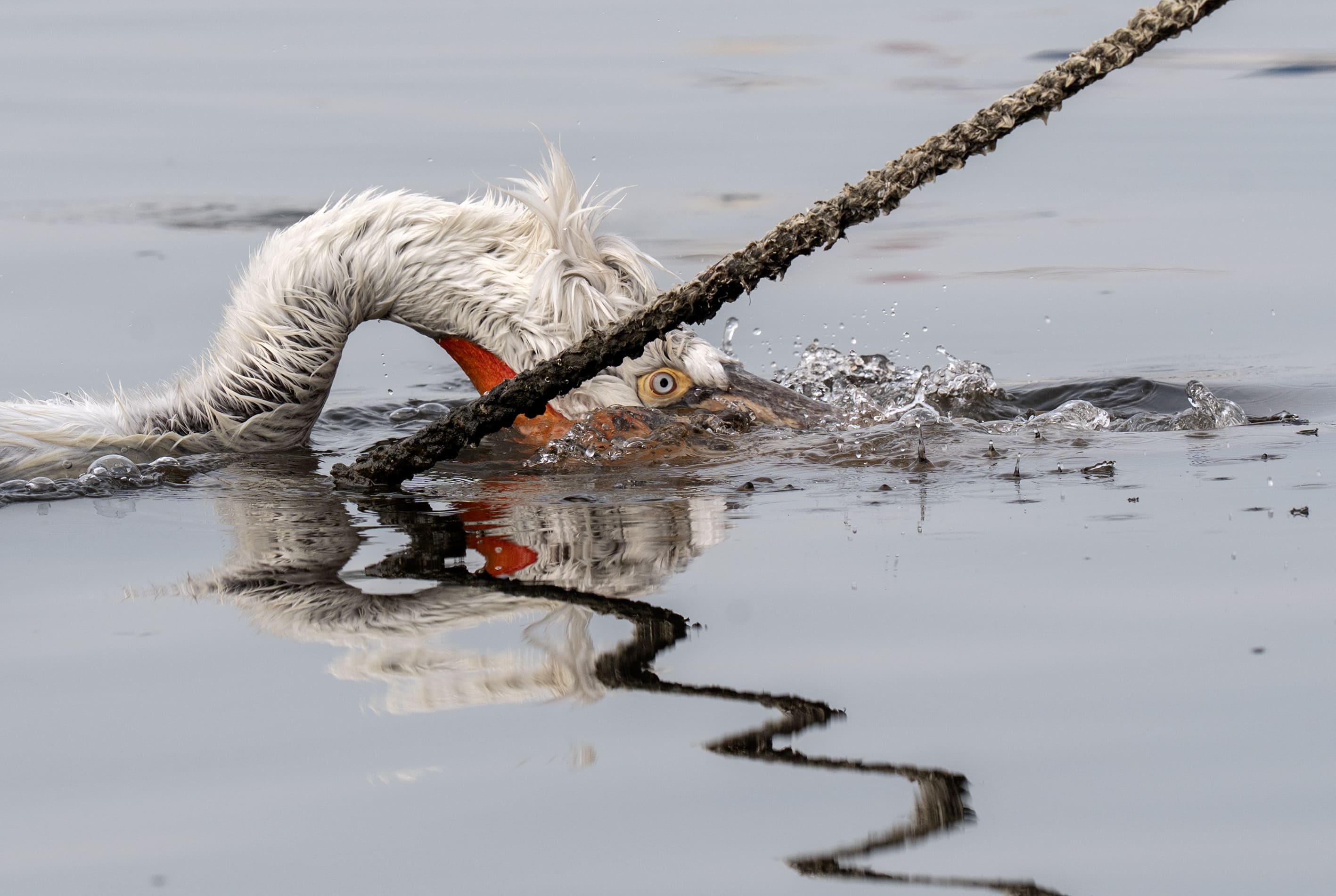 A A 20251224 40061429 40061420 I Z M I R K O R F E Z I N I N M I S A F I R L E R I T E P E L I P E L I K A N L A R