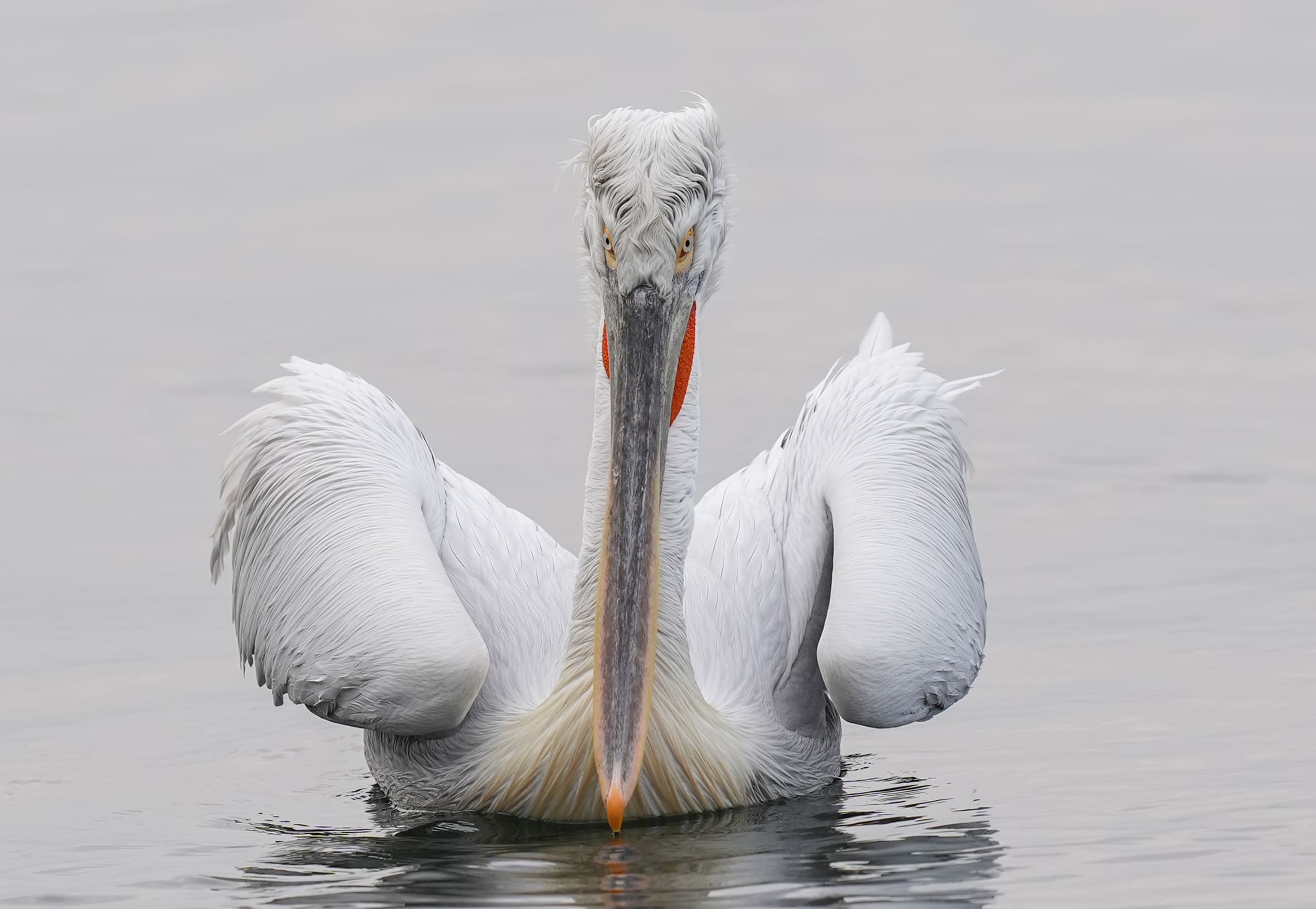 A A 20251224 40061429 40061421 I Z M I R K O R F E Z I N I N M I S A F I R L E R I T E P E L I P E L I K A N L A R