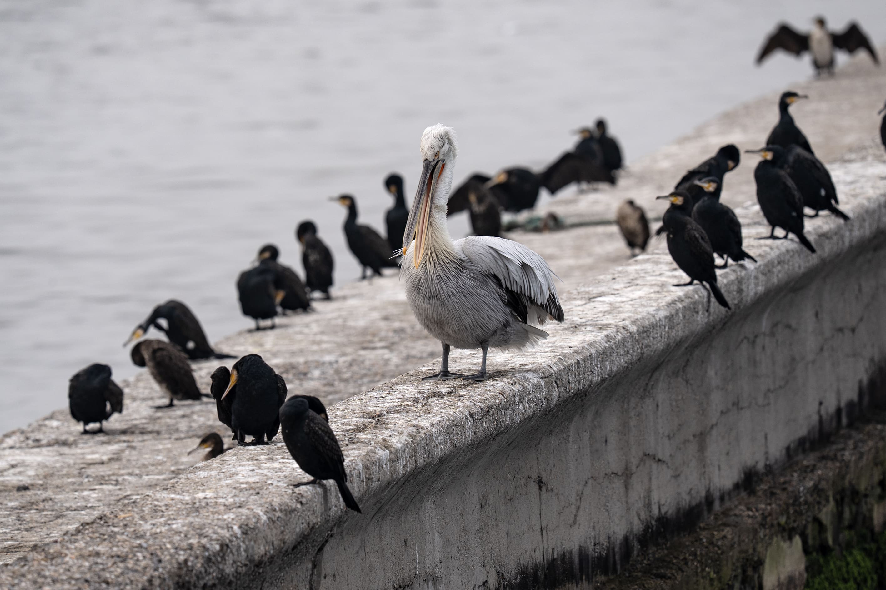 A A 20251224 40061429 40061423 I Z M I R K O R F E Z I N I N M I S A F I R L E R I T E P E L I P E L I K A N L A R