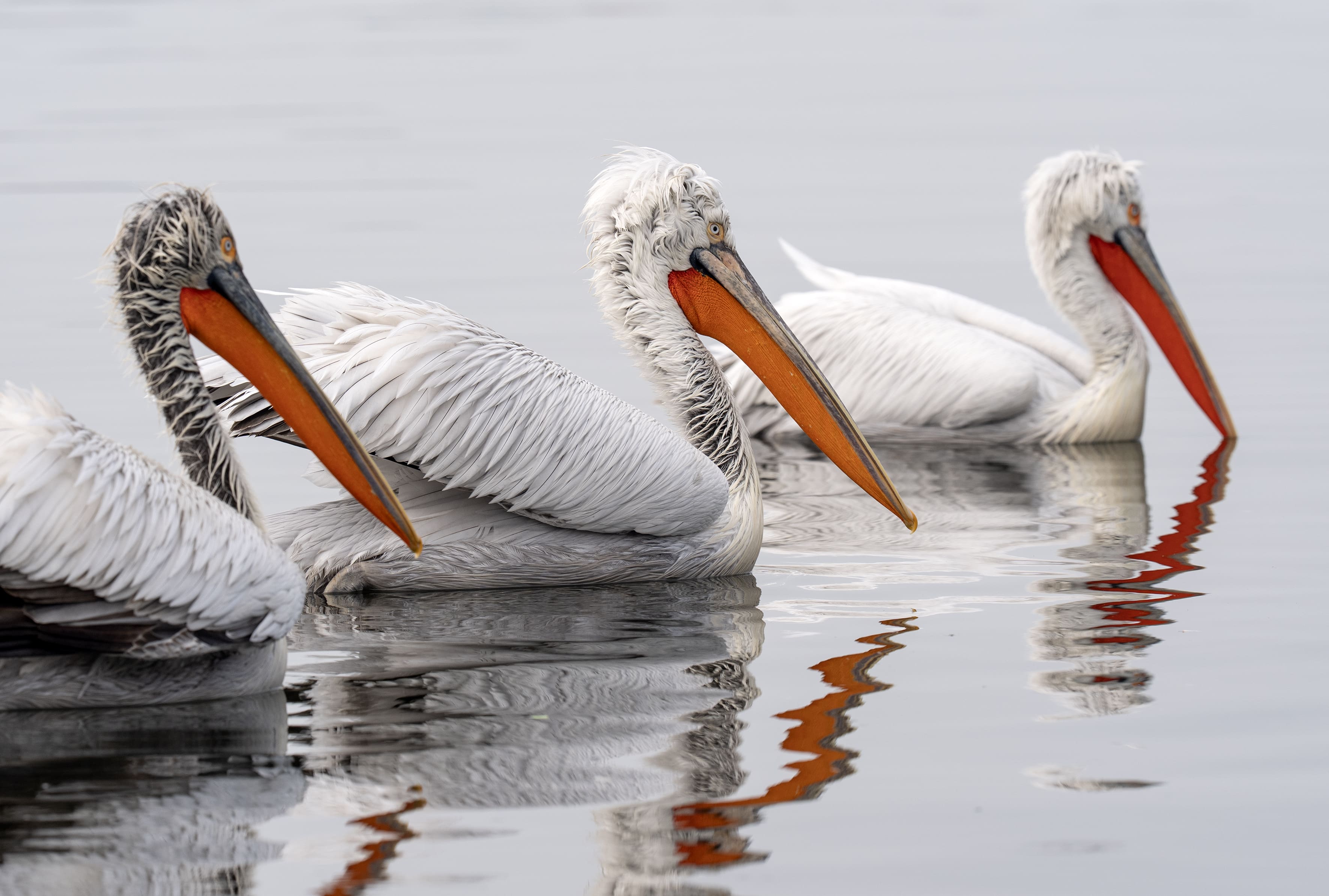 A A 20251224 40061429 40061424 I Z M I R K O R F E Z I N I N M I S A F I R L E R I T E P E L I P E L I K A N L A R