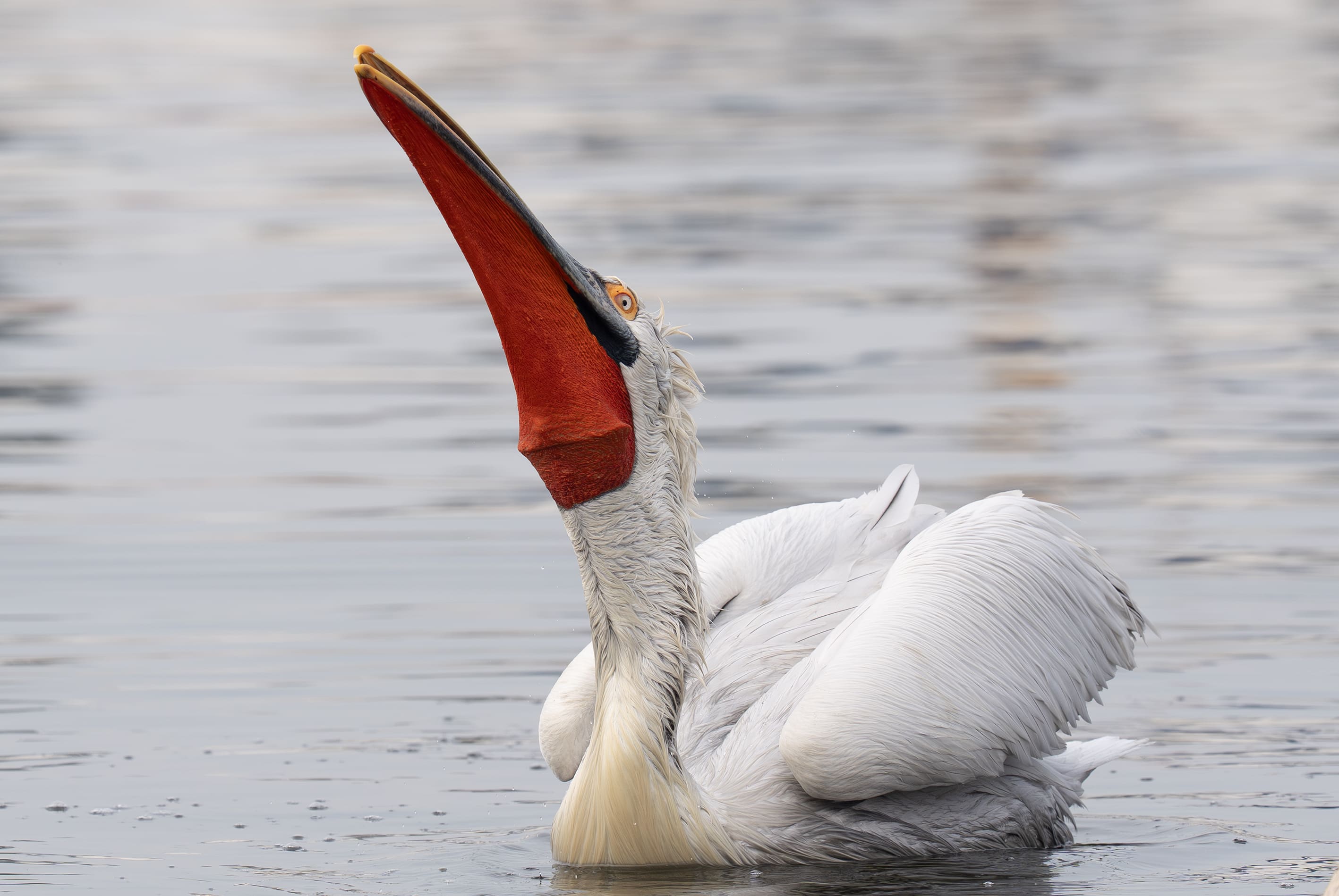 A A 20251224 40061429 40061426 I Z M I R K O R F E Z I N I N M I S A F I R L E R I T E P E L I P E L I K A N L A R