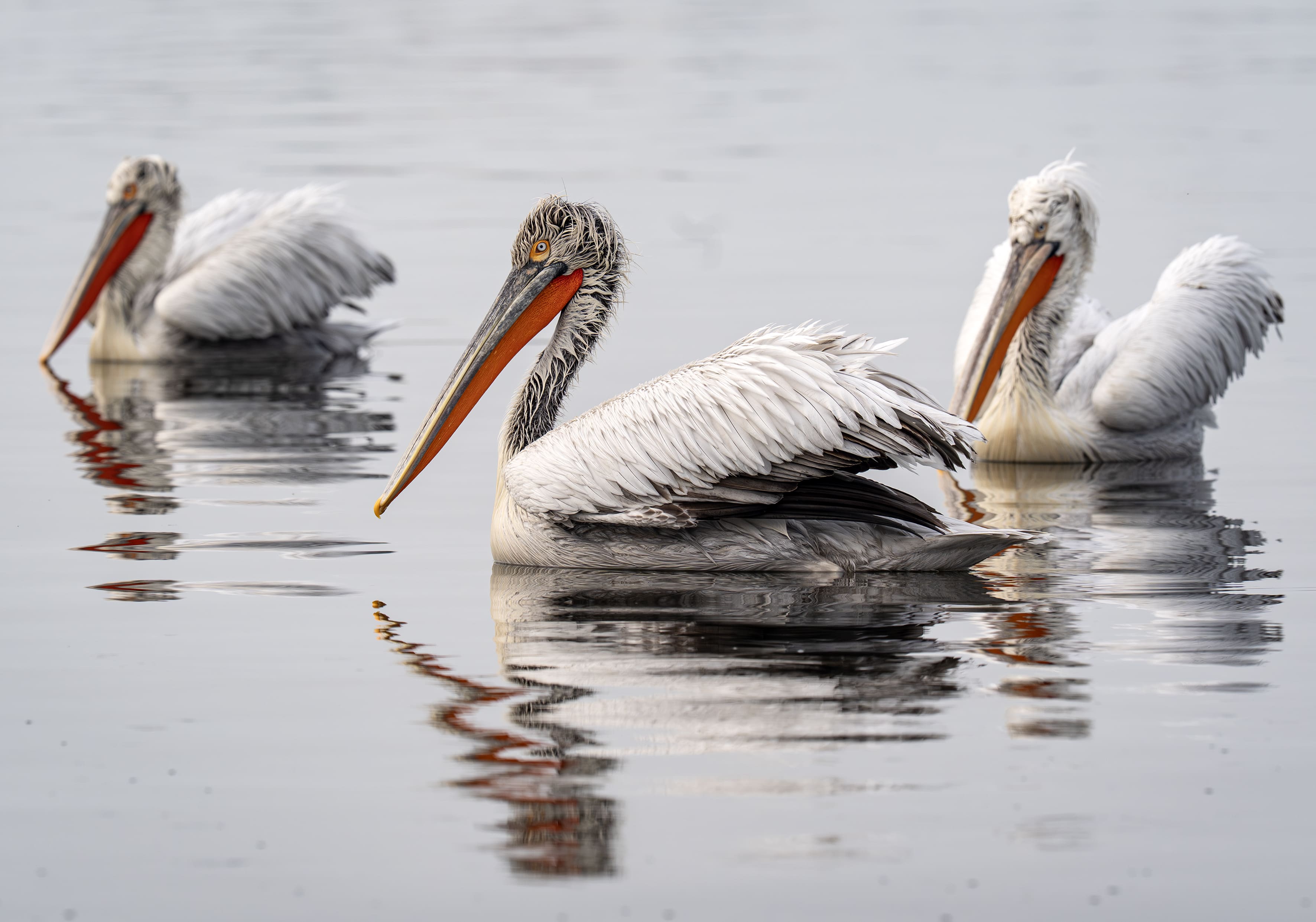 A A 20251224 40061429 40061428 I Z M I R K O R F E Z I N I N M I S A F I R L E R I T E P E L I P E L I K A N L A R