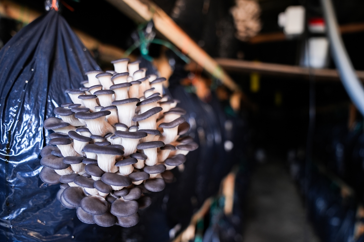 A A 20251226 40081478 40081466 K U R S L A R L A B A S L A Y A N M A N T A R Y E T I S T I R I C I L I G I G U Z E L B A H C E D E U R E T I M M O D E L I N E D O N U S T U