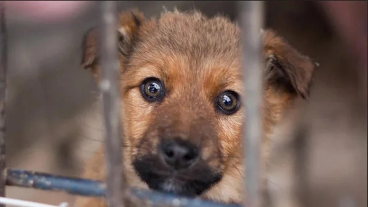 Candostlar A N A G O R S E L Internete2-1