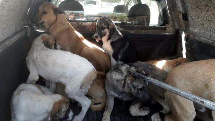 Candostlar Anagorsel Internete (2)-2