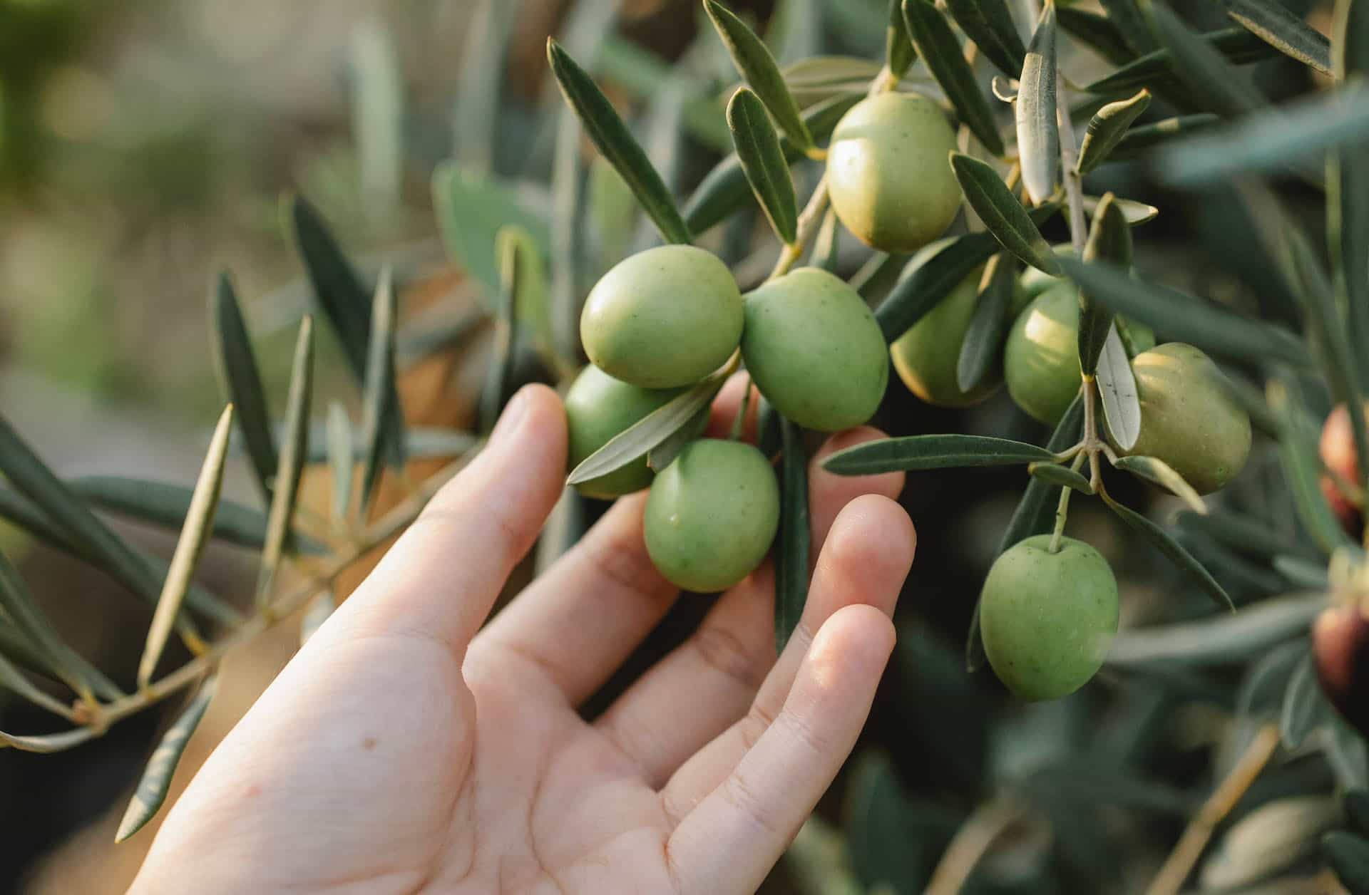 Candostlar Z E Y T İ N Bizimgezegen